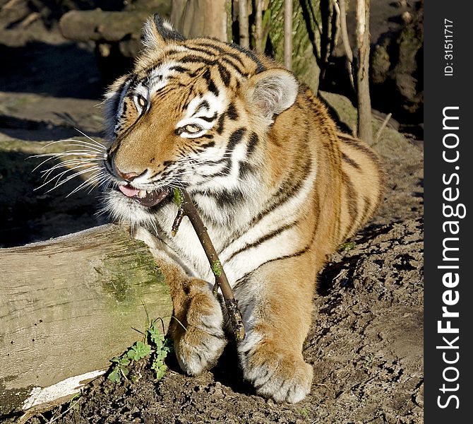 Bengal Tiger With Branch