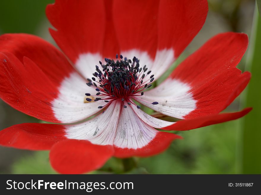 Close Up Of Red Anemone