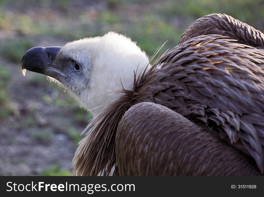 Portrait of an old bald eagle