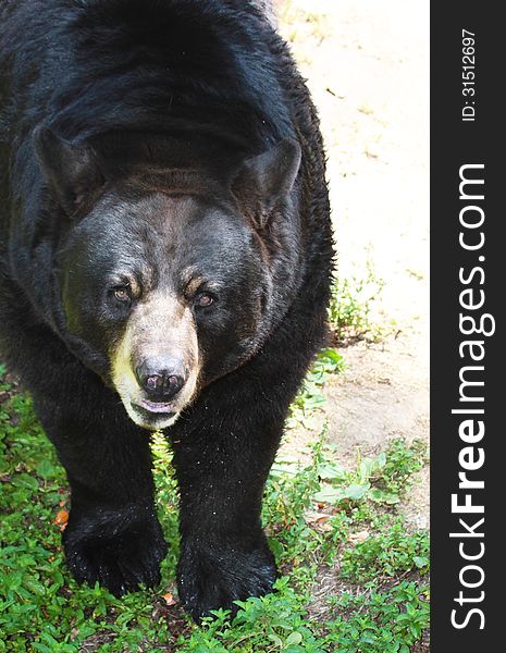 Standing American Black Bear From Above