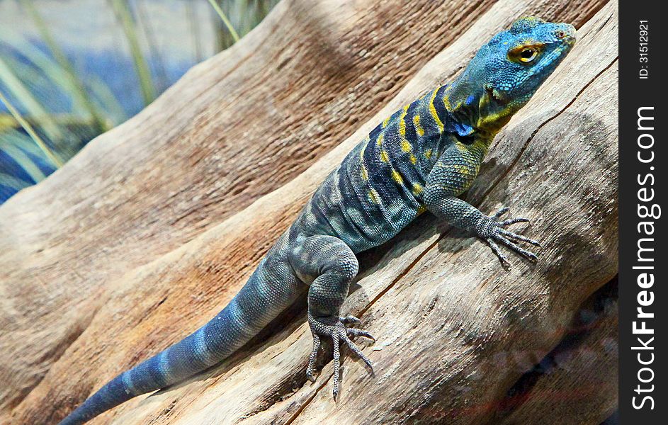 Close Up Of Colorful Lizard On Tree Branch