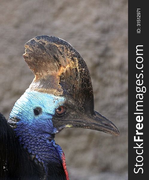 Close Up Detail Of Australian Flightless Bird Profile. Close Up Detail Of Australian Flightless Bird Profile