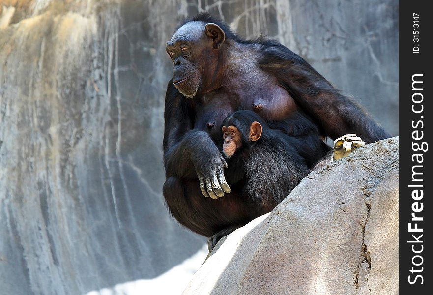 Detail Of Mother Chimp Protecting Young Baby. Detail Of Mother Chimp Protecting Young Baby
