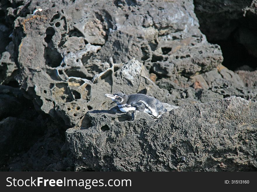 Galapagos penguin laying on volcanic rock next to ocean on island of Isabella, Ecuador, South America