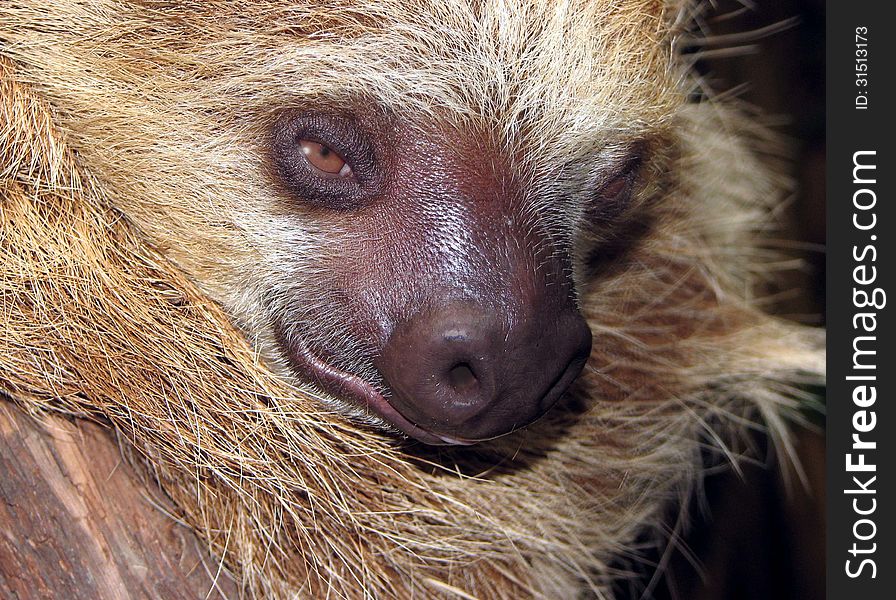 Close Up Detail Of Slow Moving Tropical Sloth