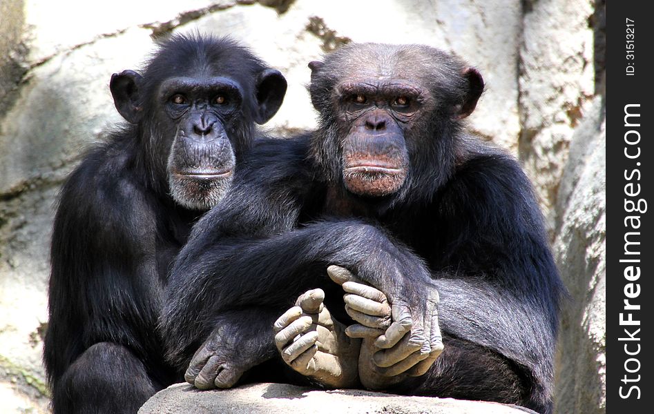 Two Chimps sitting With Hands And Feet Folded. Two Chimps sitting With Hands And Feet Folded