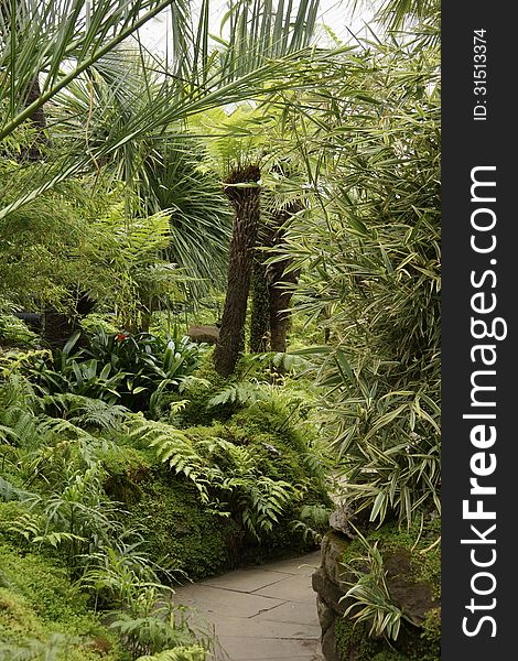 Path in a tropical garden