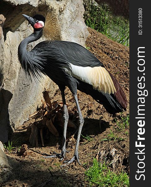 Large Black White And Gray African Bird Standing Near Rocks. Large Black White And Gray African Bird Standing Near Rocks