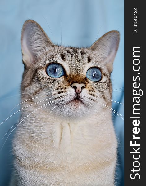 Portrait of blue-eyed white cat on a blue background