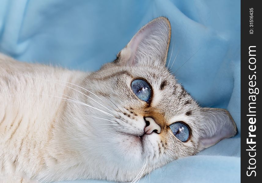 White cat with aquamarine eyes