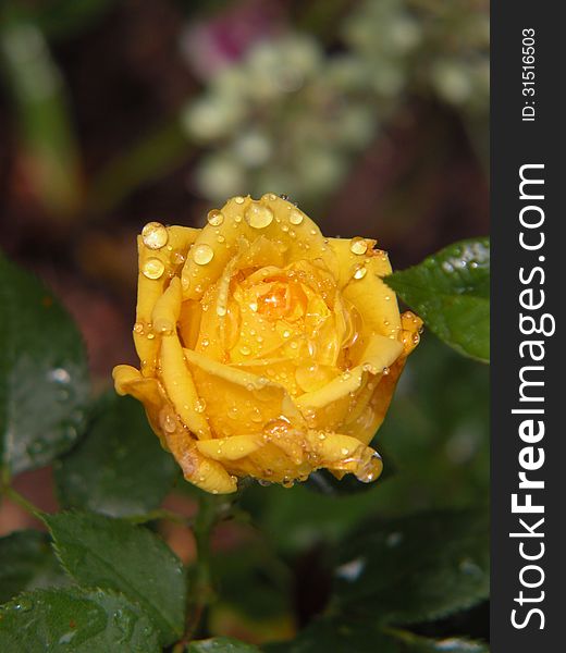 Raindrops On Yellow Rose