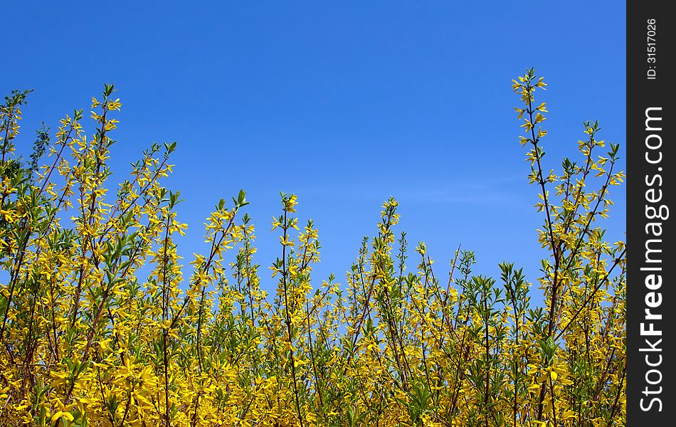 Forsythia with bright yellow flowers and blue sky. Forsythia with bright yellow flowers and blue sky