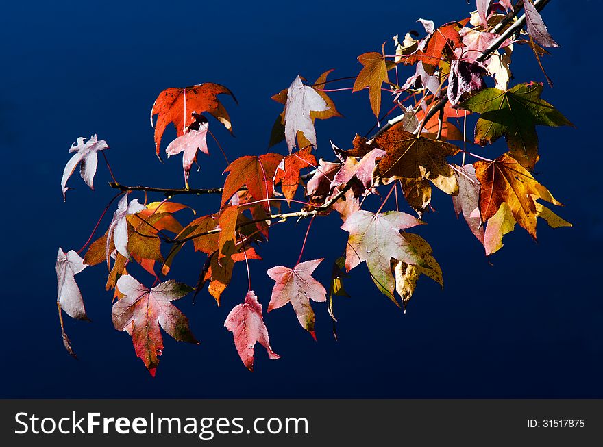 Branch of maple tree leaves against lake water during the Autumn fall season. Branch of maple tree leaves against lake water during the Autumn fall season