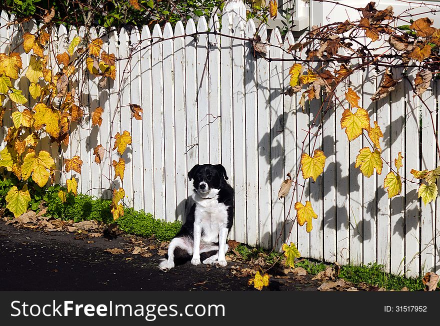 Dog is warming in the sun during the autumn fall season. Dog is warming in the sun during the autumn fall season