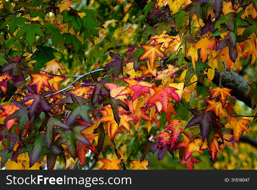 Branch of maple tree leaves during the Autumn fall season. Branch of maple tree leaves during the Autumn fall season