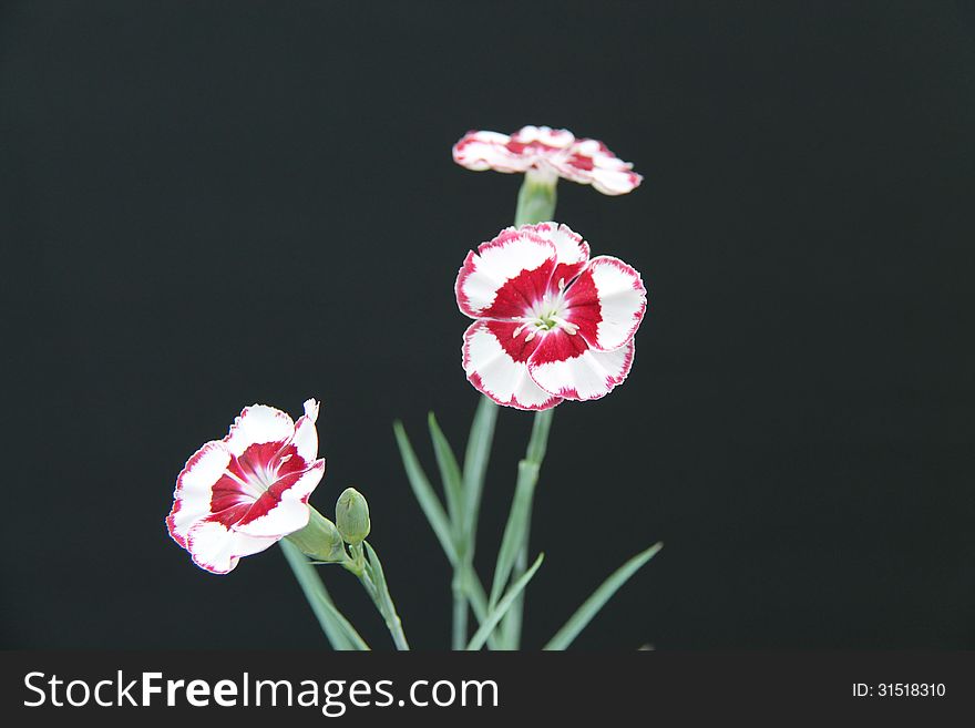 A Lovely Red and White Carnation Flower.