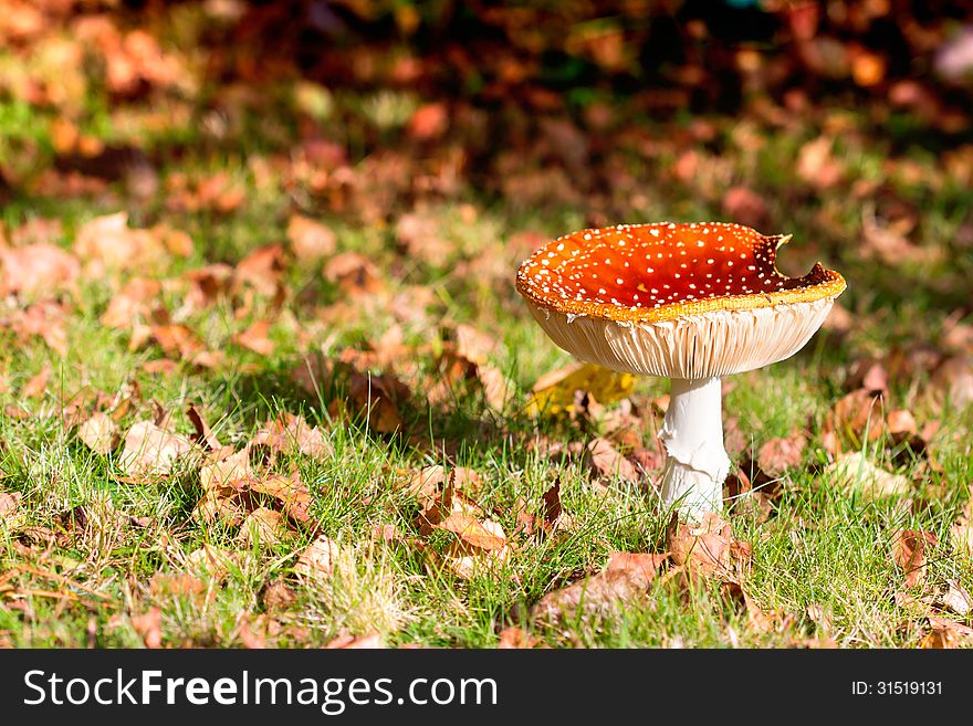 Toadstool - Fly Agaric