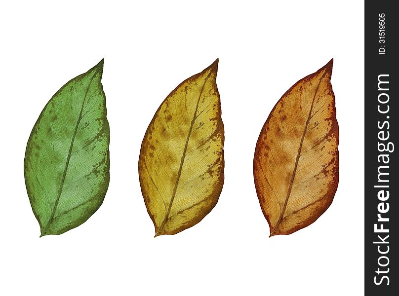 Group of Leaf isolated on white background