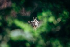 Young Giraffe Visible Through Thick Foliage. Stock Photo