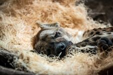 Hyena Sleeping In Bed Of Straw. Royalty Free Stock Photos