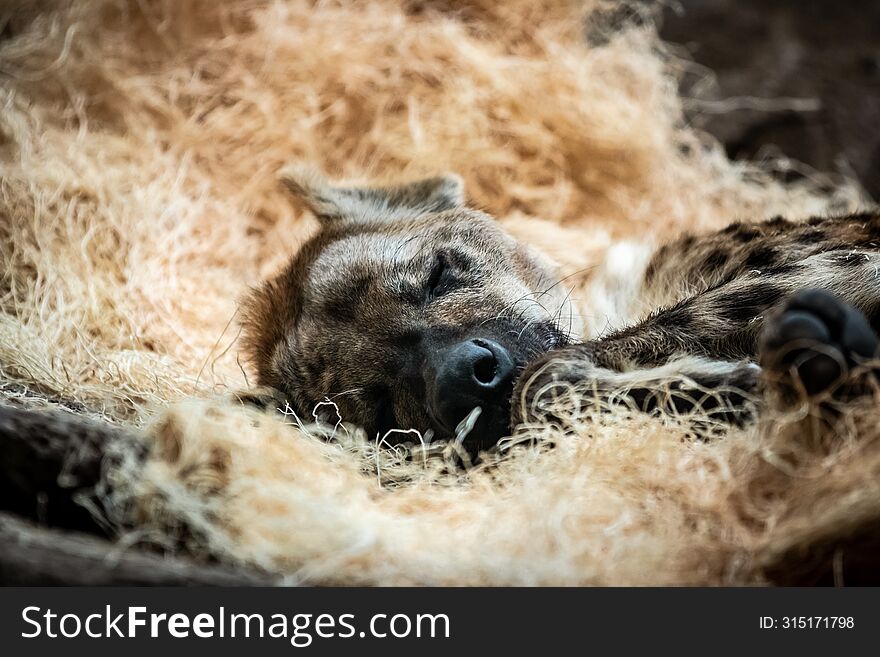 Hyena sleeping in bed of straw.