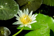 Lotus In Pond Stock Image Lotus In Pond Stock Image