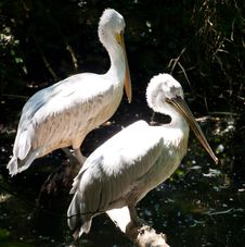 Pelican Royalty Free Stock Photography Pelican Royalty Free Stock Photography
