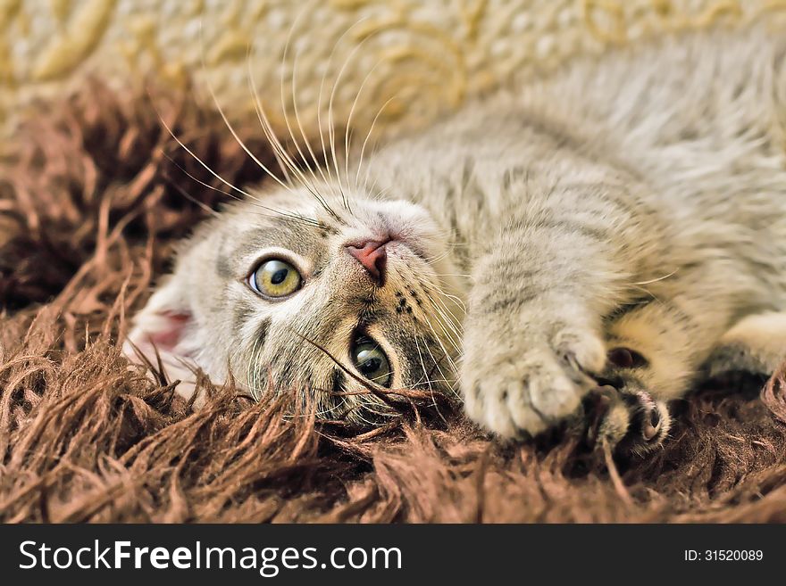 A kitten playing on a furry rug