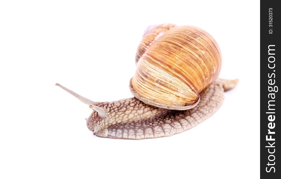 Burgundy snail (Helix Pomatia) isolated over white. Burgundy snail (Helix Pomatia) isolated over white