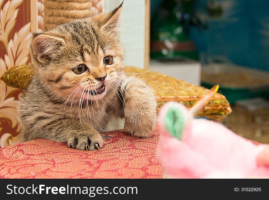 A wonderful kitten plaing with his doll. A wonderful kitten plaing with his doll.