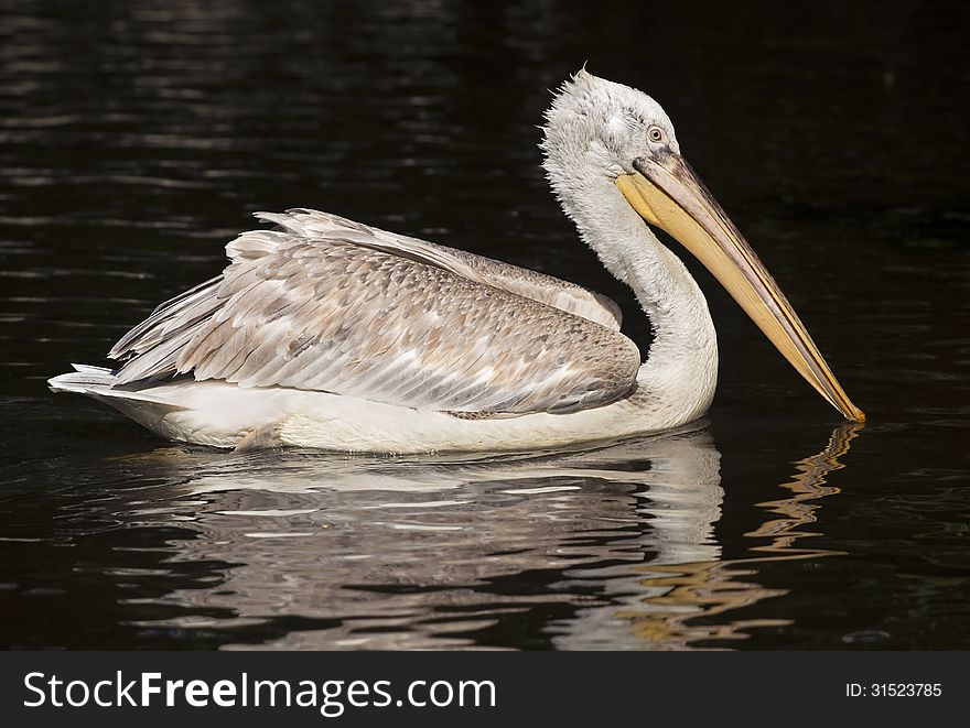 Beautiful Pelican swimming in the water