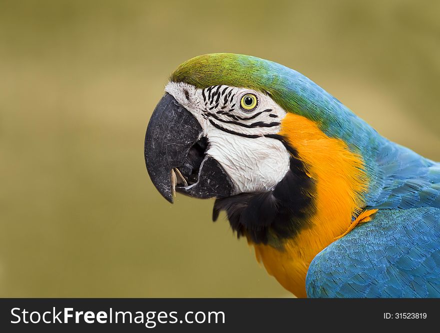 Colorful Macaw Parrot