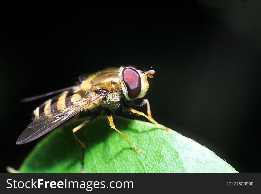 Yellow fly looks like a sting