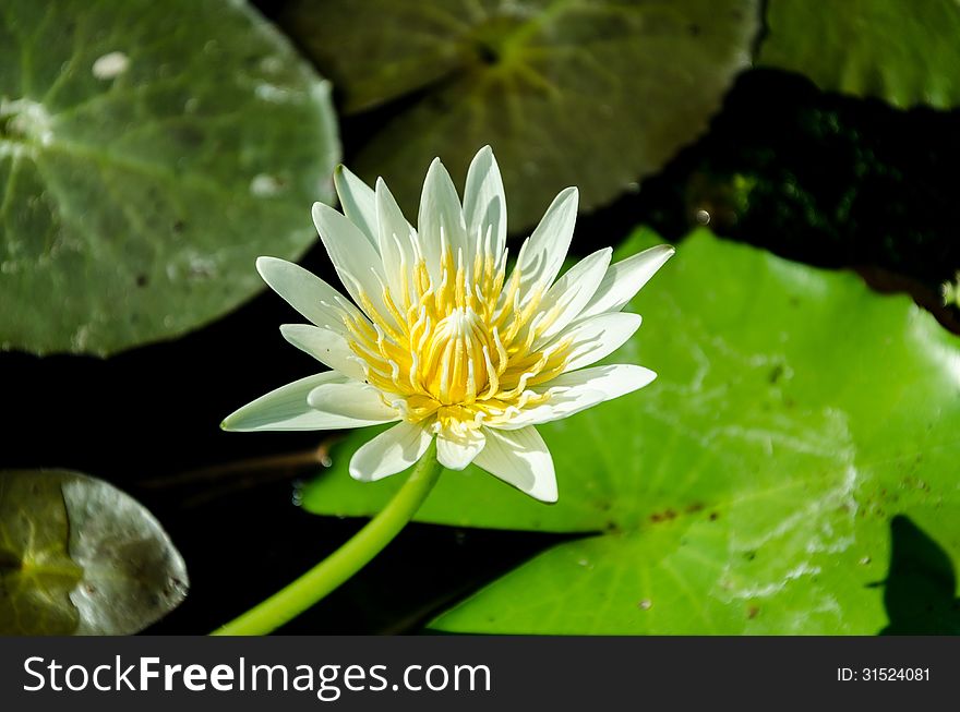 Beautiful lotus in pond and closeup