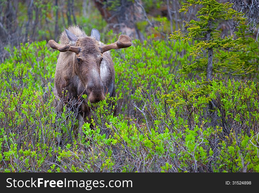 Young male moose in the wild, in Alaska. Young male moose in the wild, in Alaska