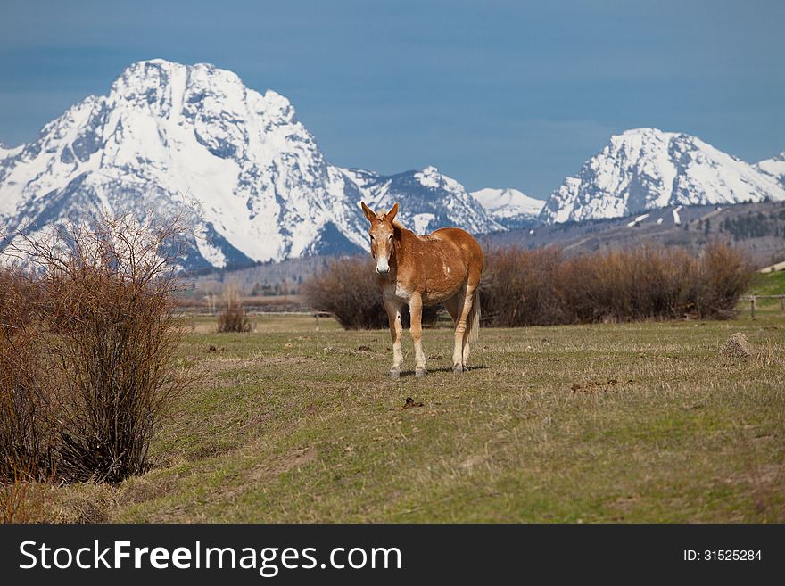 Horse in Wyoming with the Grand Teton National Park in Wyoming