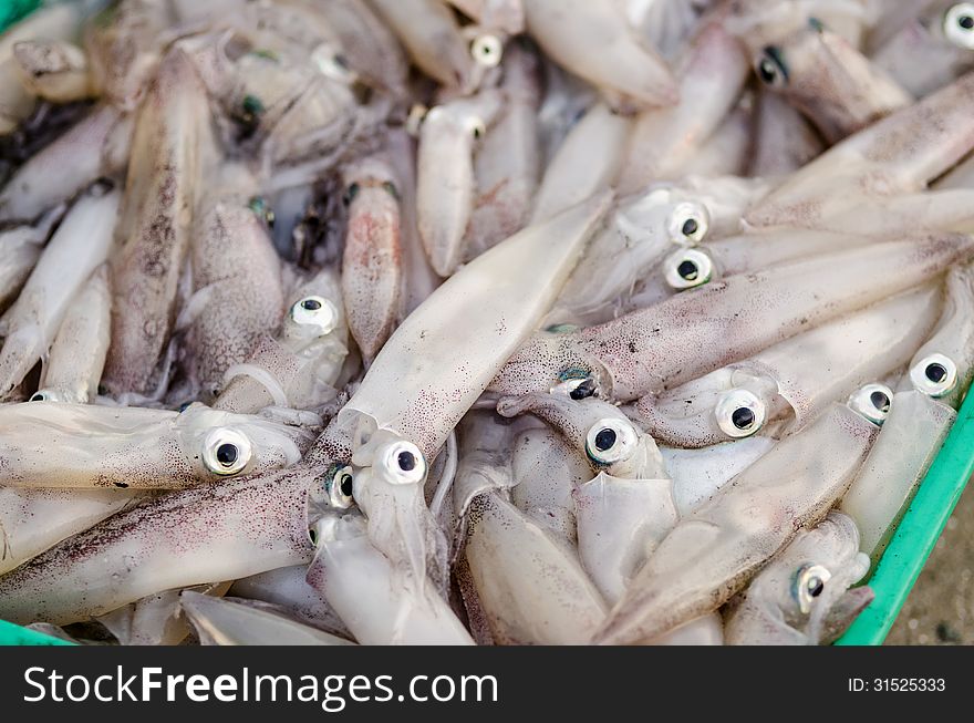 A lot of cuttlefish and squid ready for sale