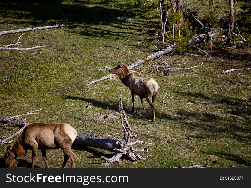 Elk in Yellowstone National Park, Wyoming.
