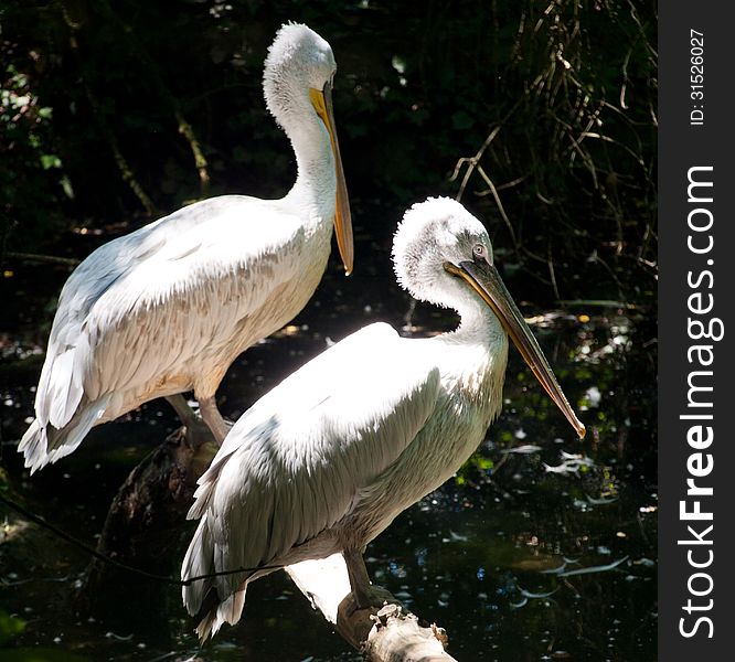 Two pelican sitting on the branch