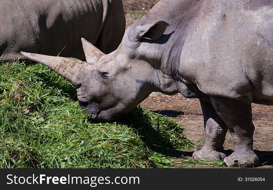 Rhinoceros feeding on grass. Rhinoceros feeding on grass