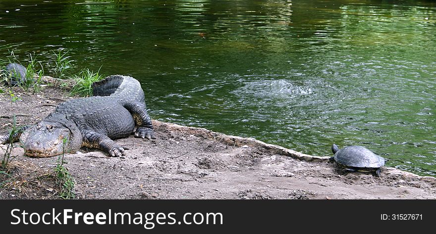 Alligator and turtle in Florida aquarium