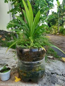 Pandanus Amaryllifolius Planted In Recycle Gallon Royalty Free Stock Photography