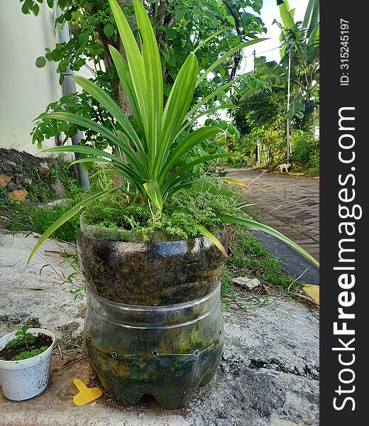 Pandanus amaryllifolius planted in recycle gallon