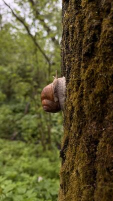 Huge Snail Climbing The Tree Royalty Free Stock Photo