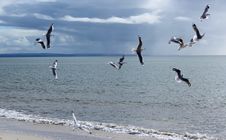 Flock Of  Graceful White Seagulls Flying Over The Sea Stock Images