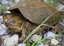 Snapping Turtle Royalty Free Stock Photo Snapping Turtle Royalty Free Stock Photo
