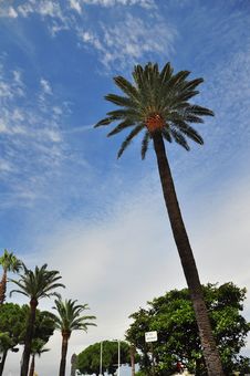 Palms And Sky In Cannes Royalty Free Stock Photos Palms And Sky In Cannes Royalty Free Stock Photos