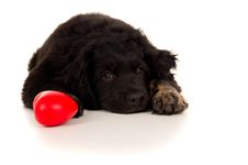 Portrait Of A Sleeping Dog With A Toy Stock Image