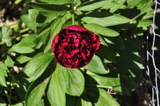 Single Peony Rose. Royalty Free Stock Photos Single Peony Rose. Royalty Free Stock Photos