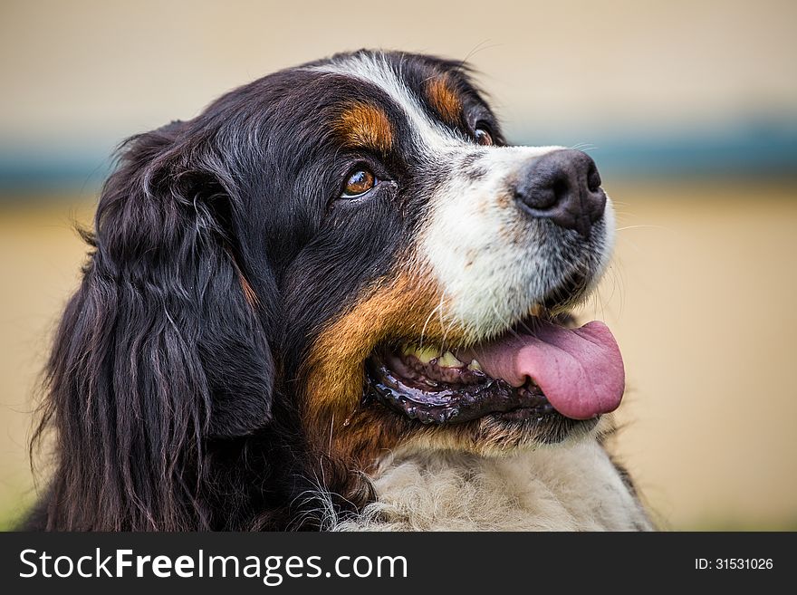 Bernese mountain dog's portrait